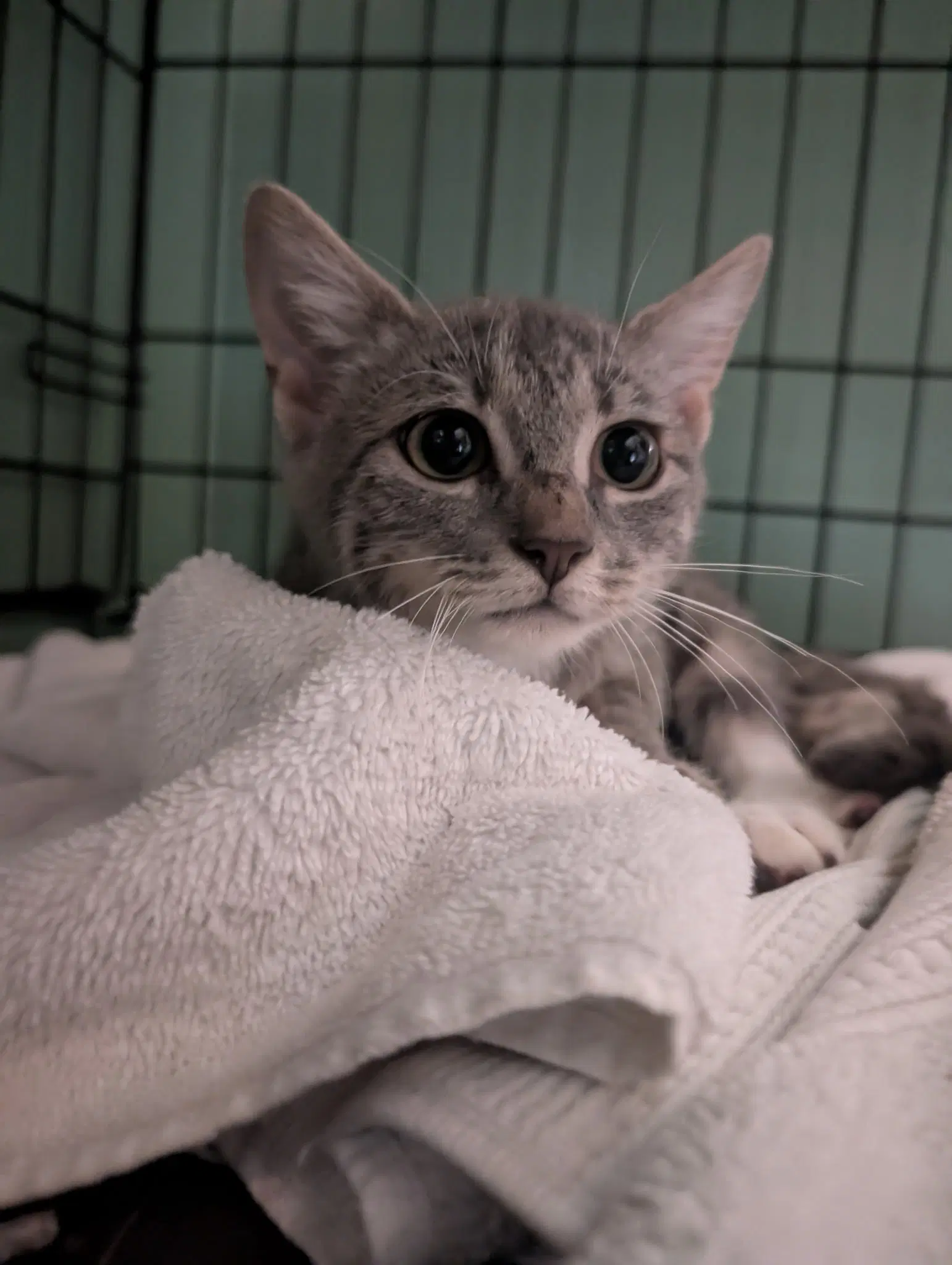 Shimmer - Domestic Short Hair