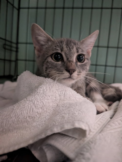 Shimmer, a cat for adoption from Fancy Cats Rescue Team