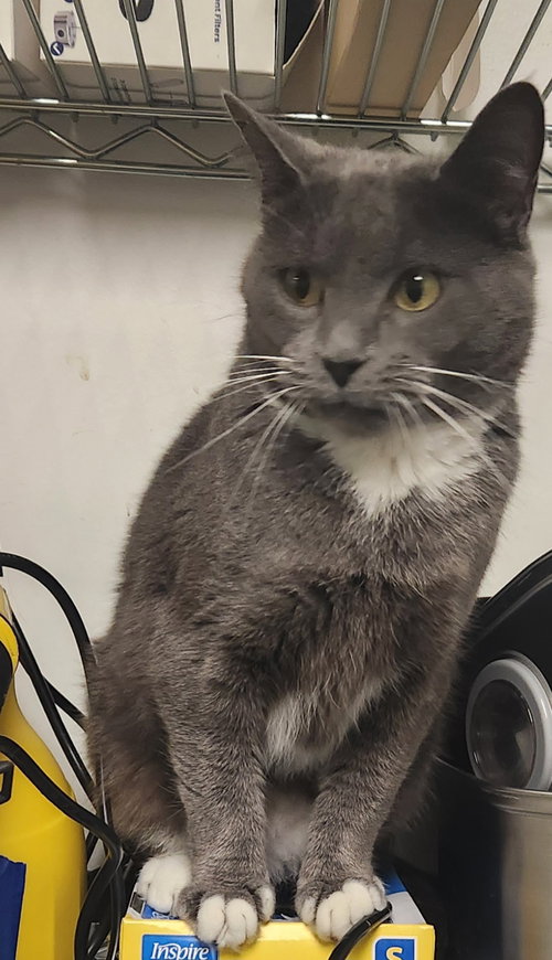 Aries, a cat for adoption from Fancy Cats Rescue Team