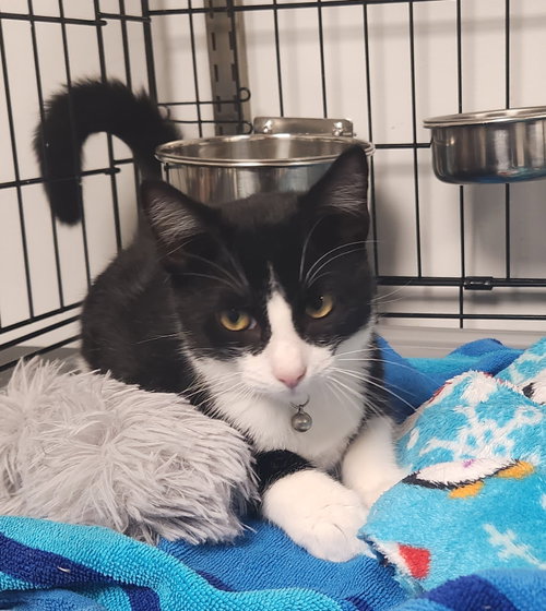 Riker, a cat for adoption from Fancy Cats Rescue Team