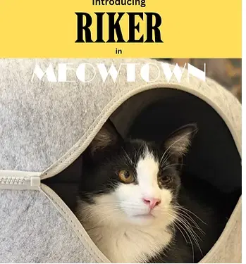 Riker - Domestic Short Hair