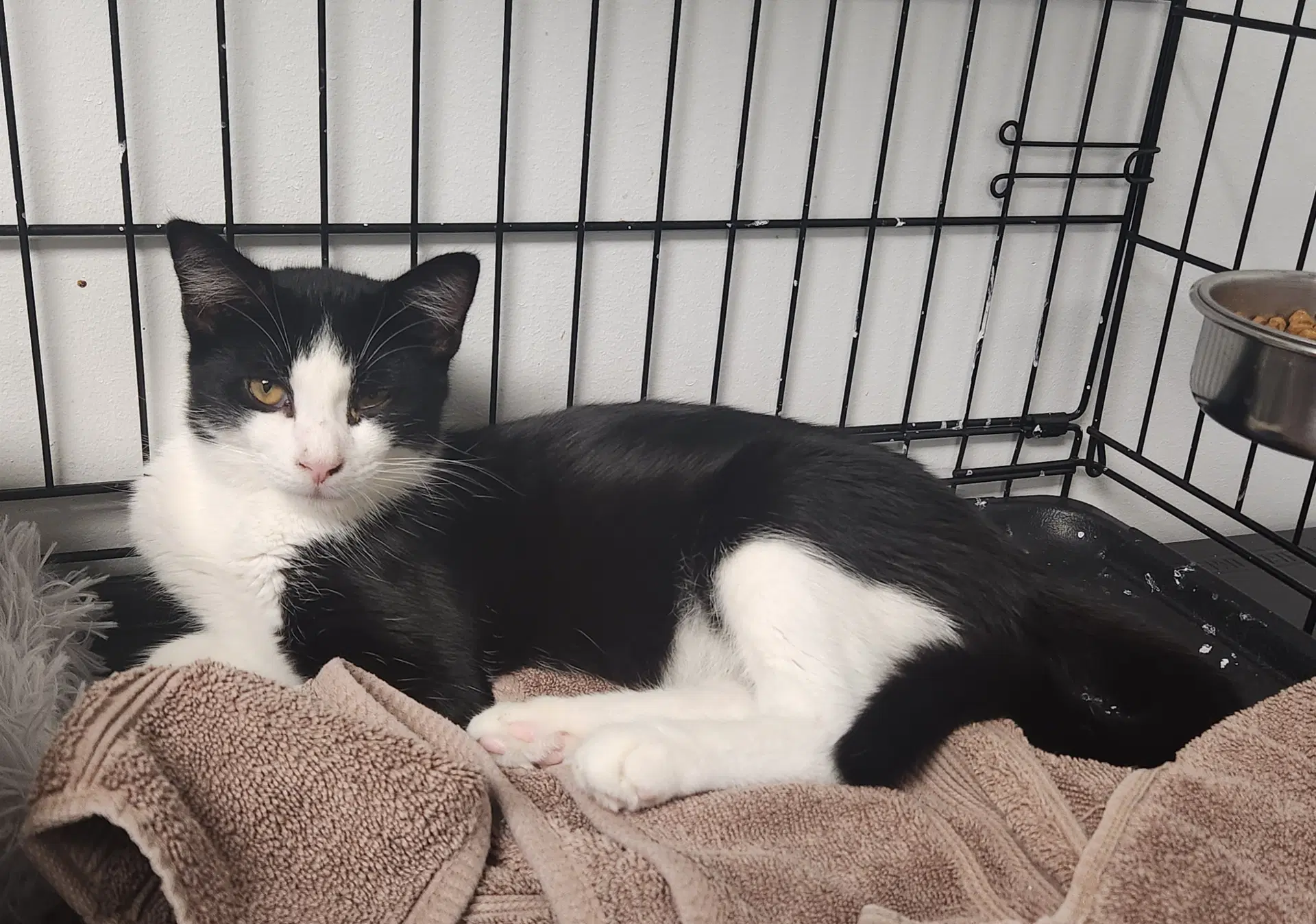 Deanna - Domestic Short Hair
