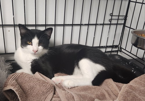 Deanna, a cat for adoption from Fancy Cats Rescue Team