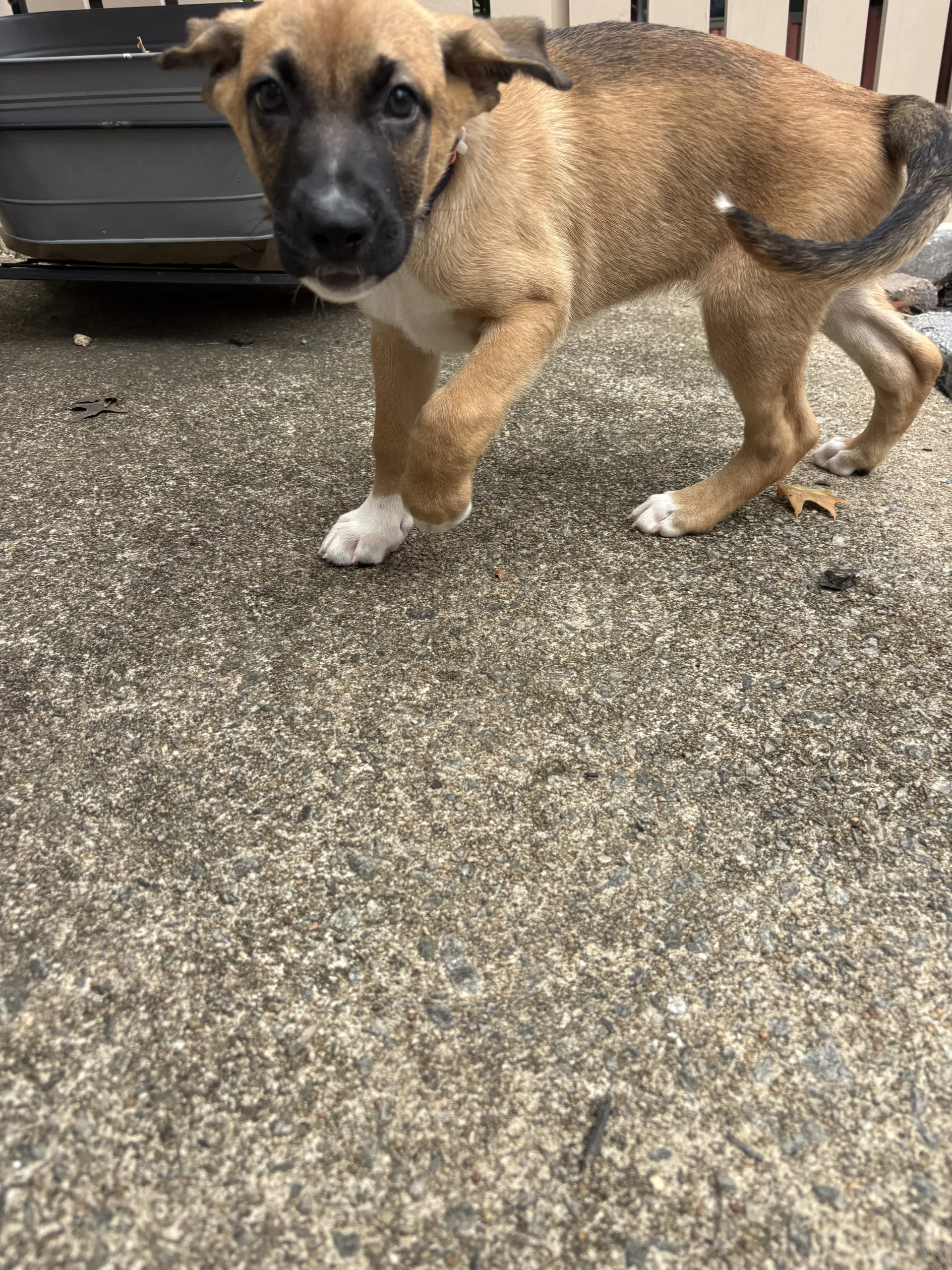 Heinrich - Terrier
