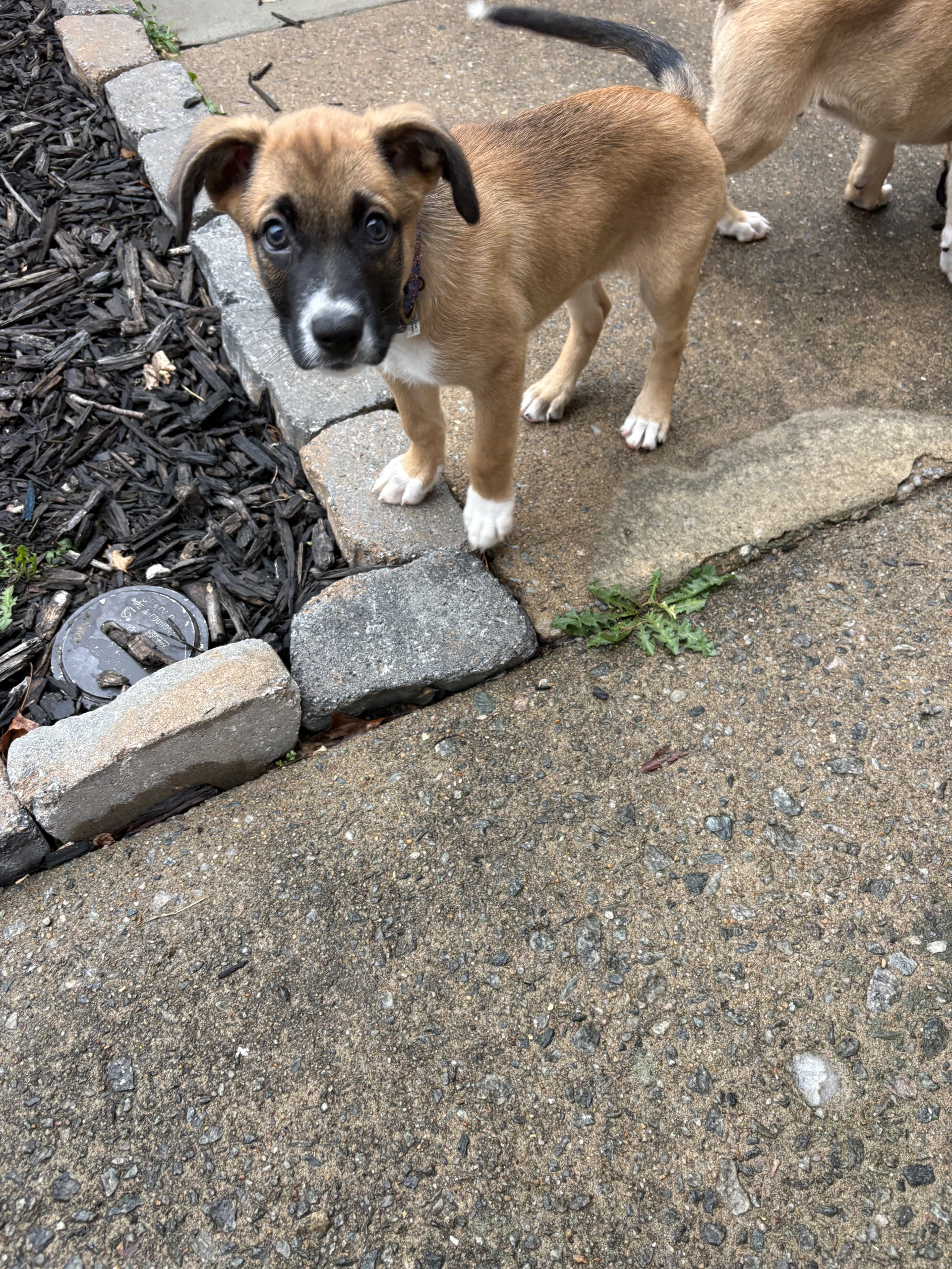 Otto