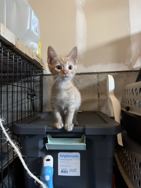 Cheese, a Domestic Short Hair (short coat) cat for adoption in Herndon, VA, photo 1 of 3
