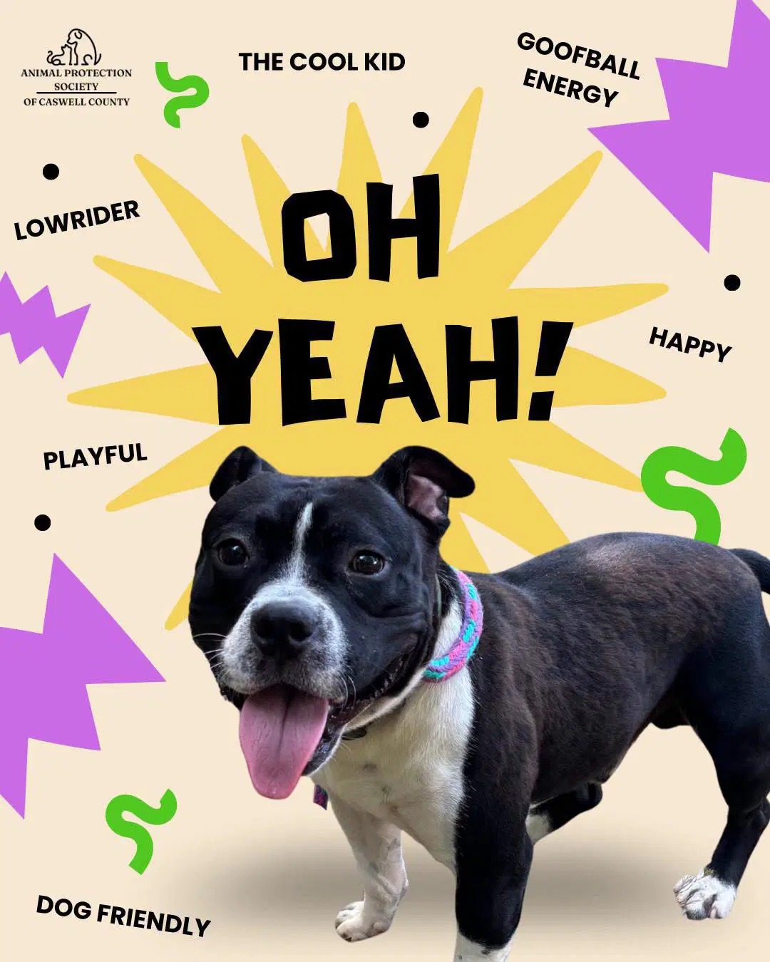 Yay - Pit Bull Terrier
