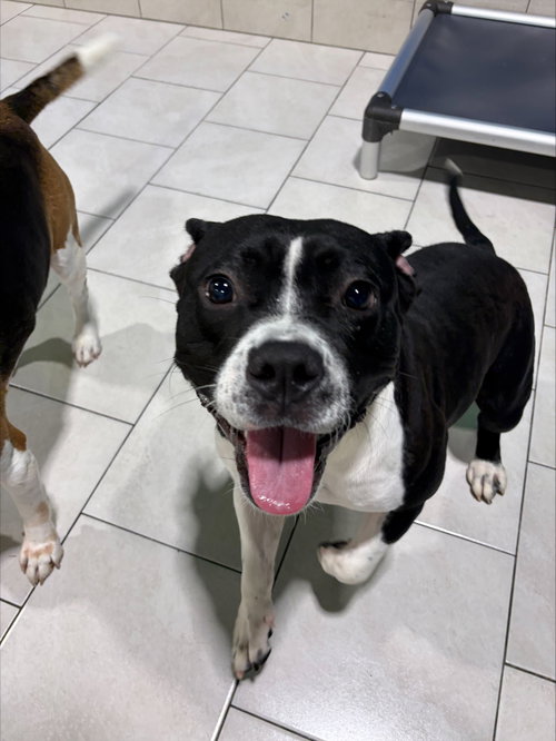 Yay, a dog for adoption from Fancy Cats Rescue Team