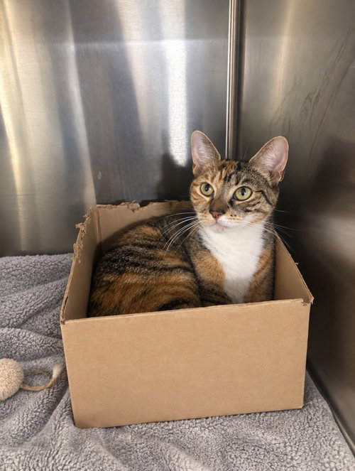 Beatrice, a cat for adoption from Fancy Cats Rescue Team