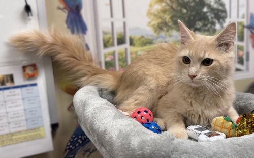 Miller, a cat for adoption from Fancy Cats Rescue Team
