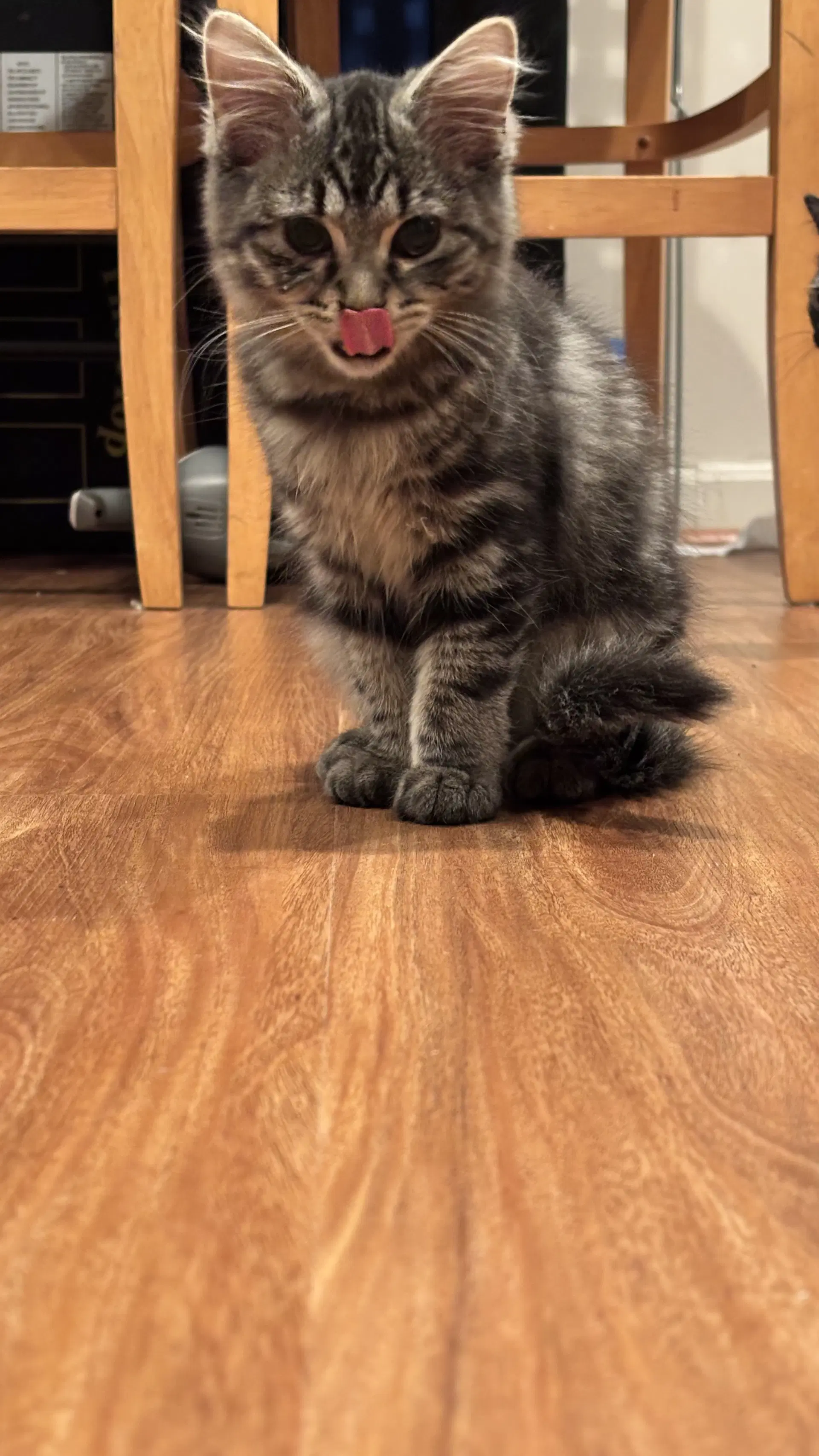 Blossom - Domestic Medium Hair