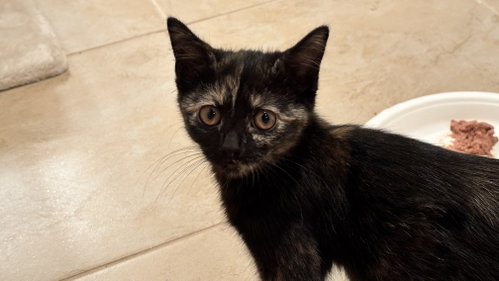 Buttercup, a cat for adoption from Fancy Cats Rescue Team