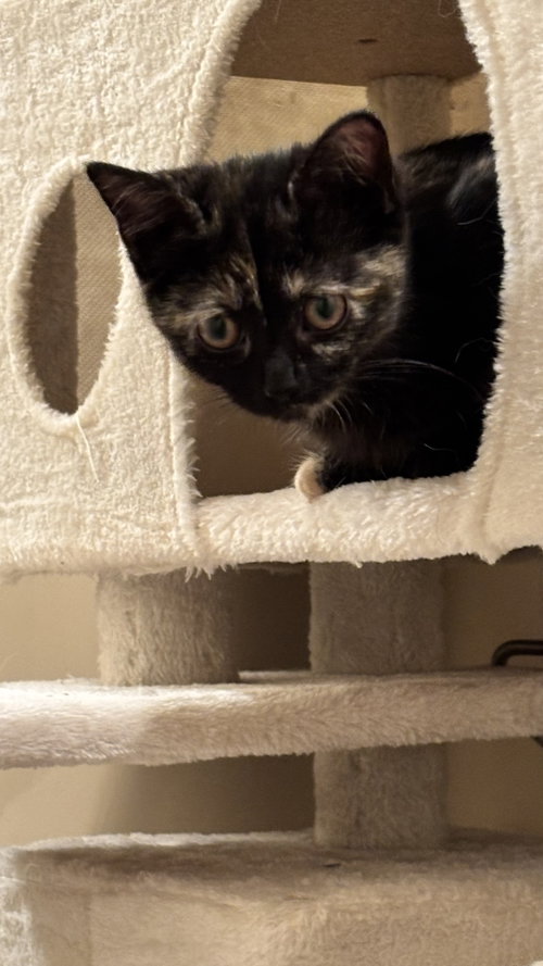 Photo 3 of Buttercup