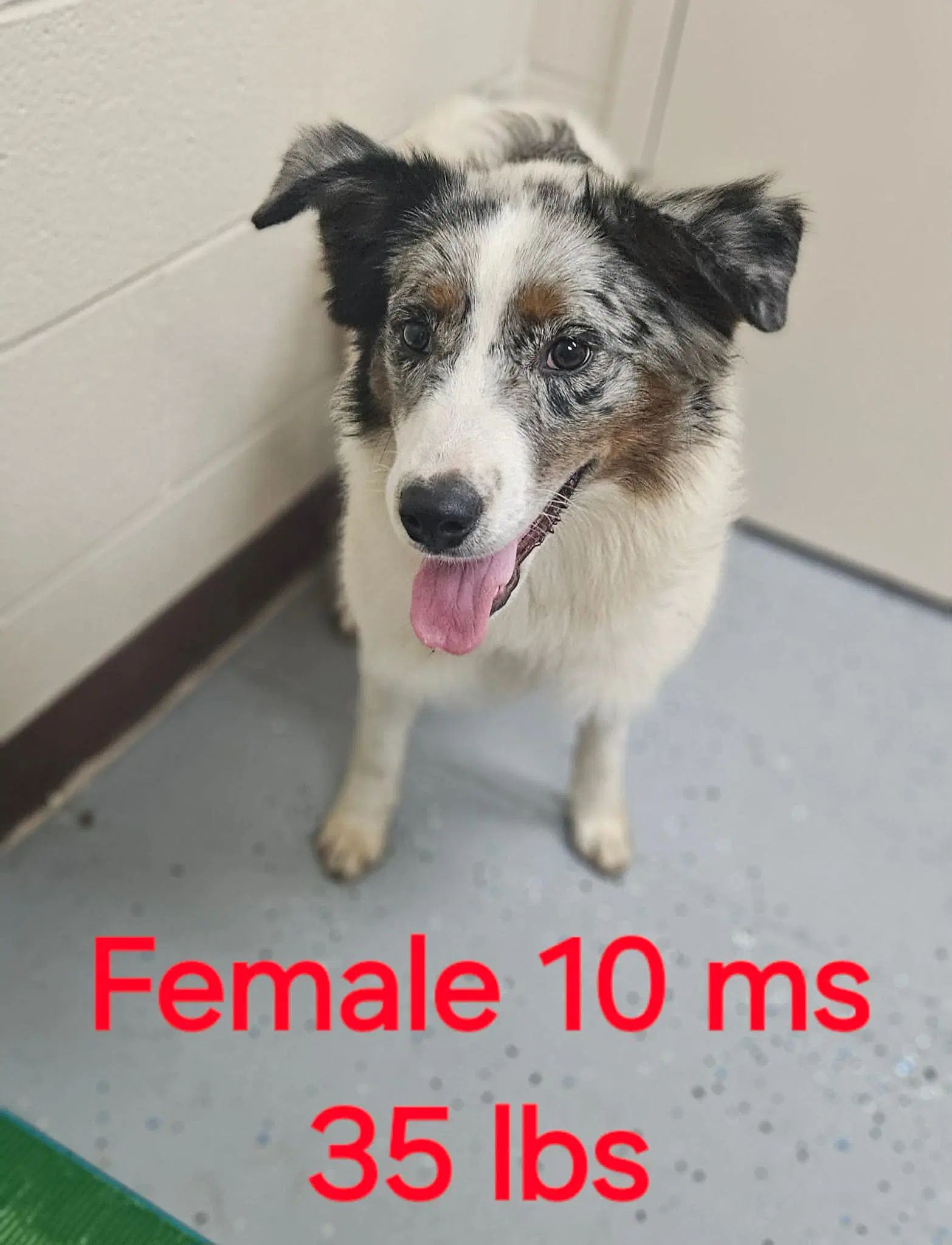 Phoebe - Australian Shepherd
