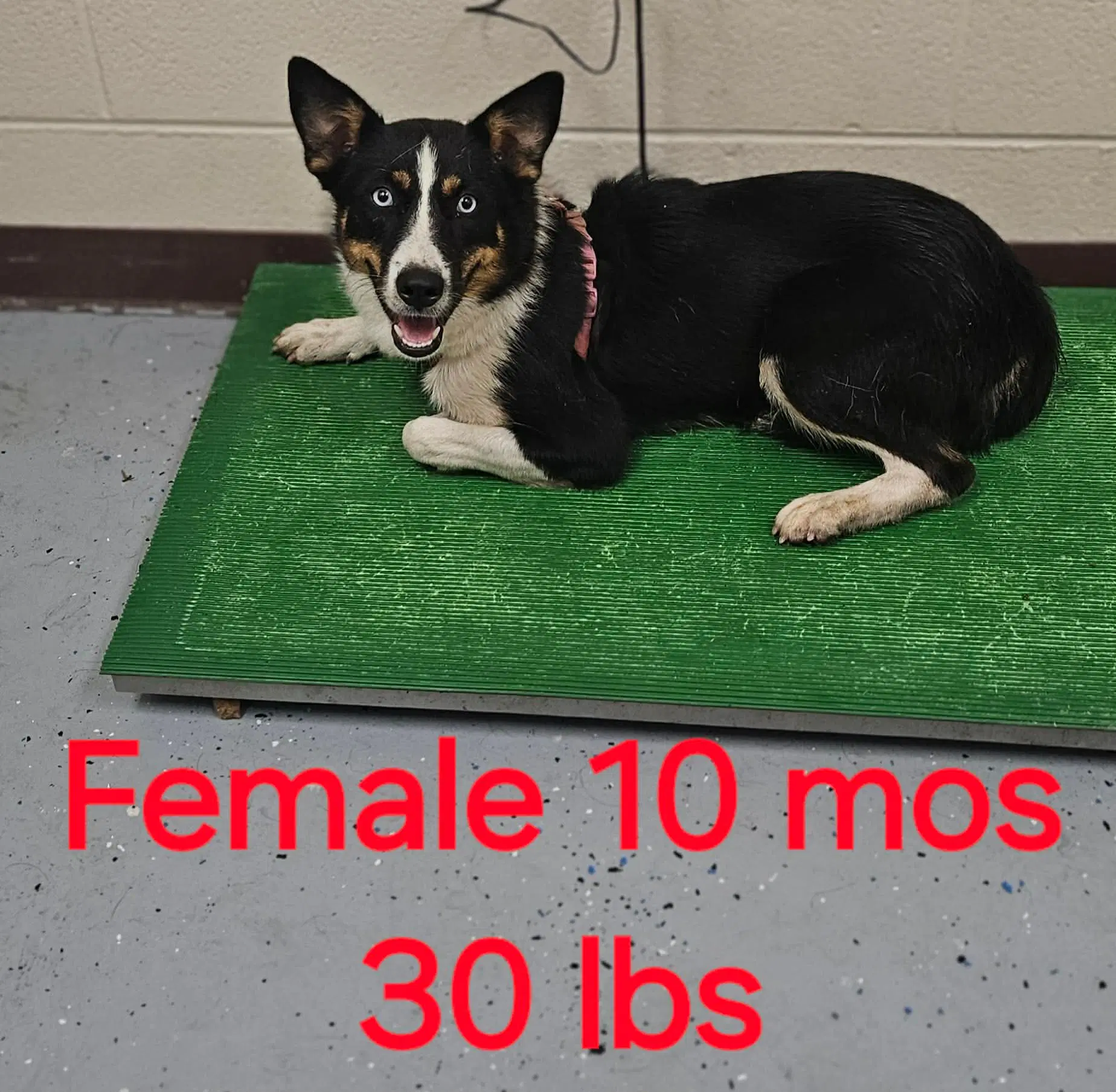 Piper - Australian Shepherd