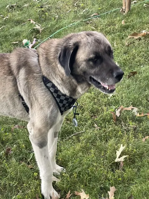 Oso - Anatolian Shepherd
