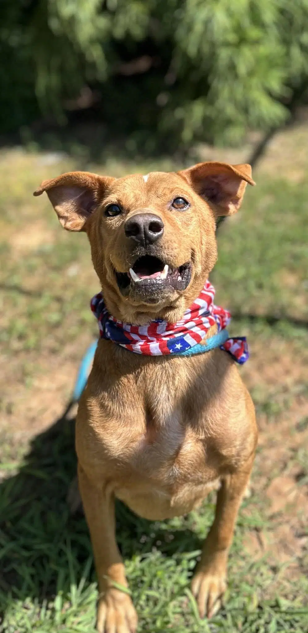 Bailey - Hound