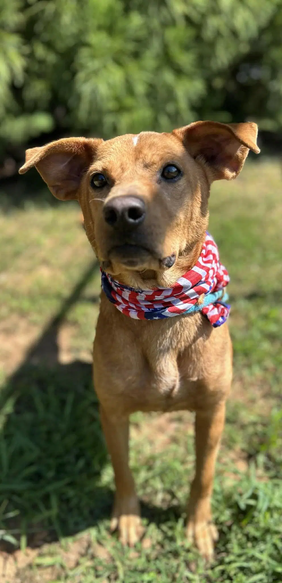Bailey image 3