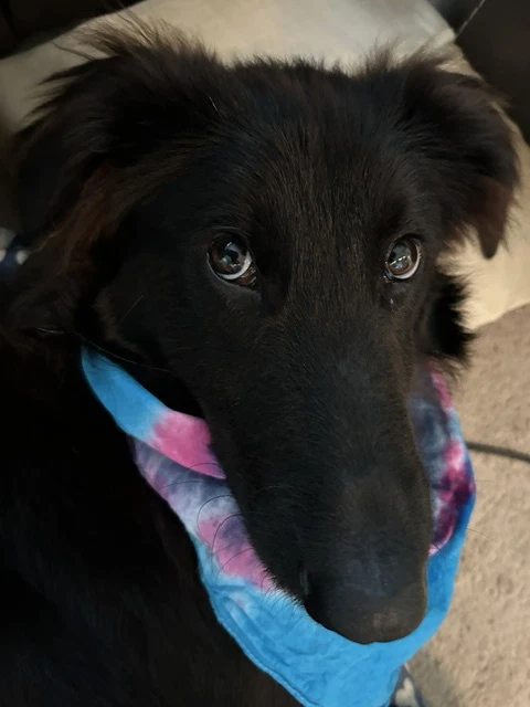 Tucker
