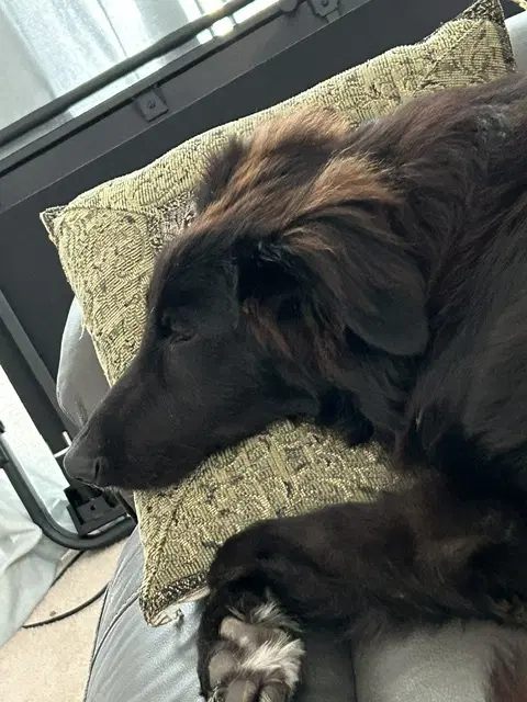 Tucker image 4