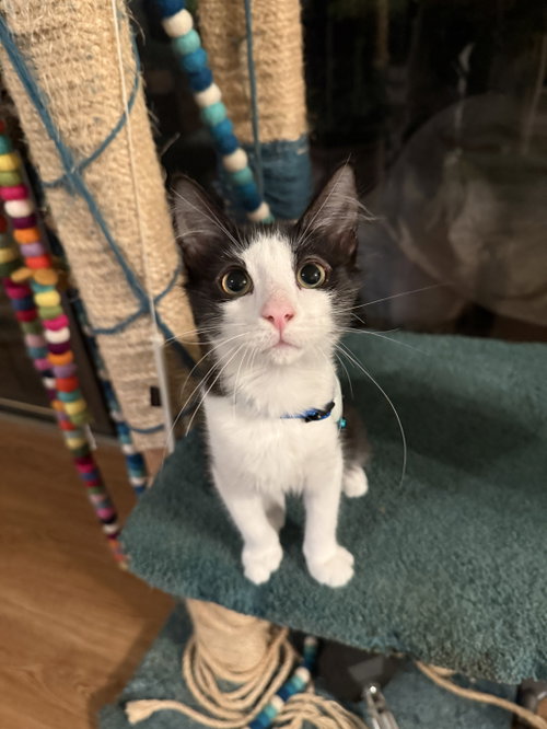 Drake, a Domestic Short Hair (short coat) cat for adoption in Herndon, VA, photo 1 of 2
