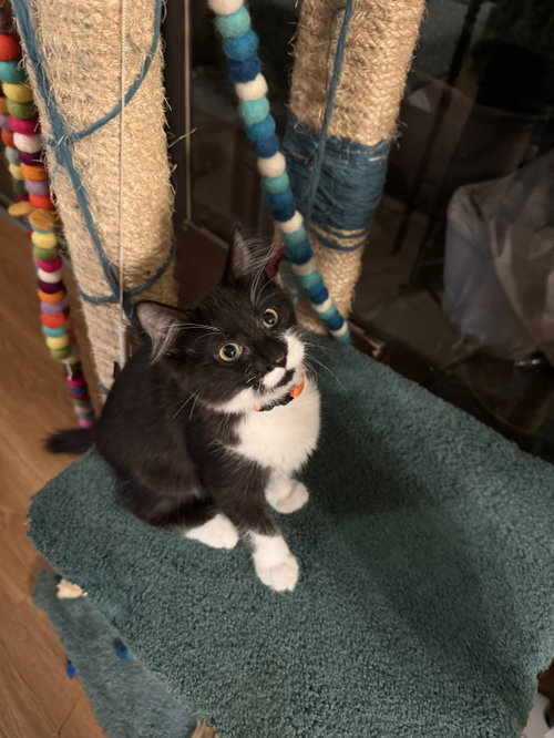 Coca, a Domestic Short Hair (short coat) cat for adoption in Herndon, VA, photo 1 of 2