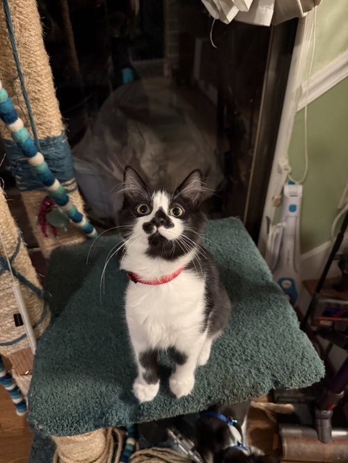 Nyami (Ned), a Domestic Short Hair (short coat) cat for adoption in Herndon, VA, photo 1 of 3