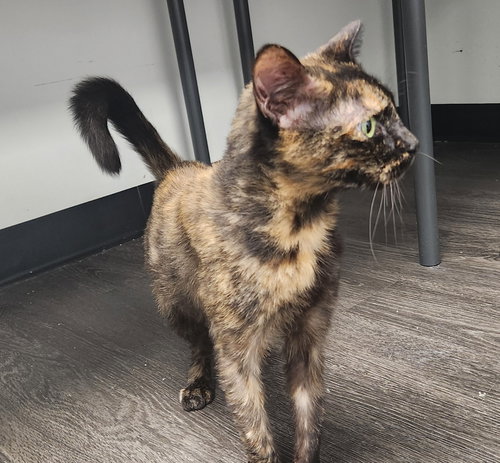 Raven, a cat for adoption from Fancy Cats Rescue Team