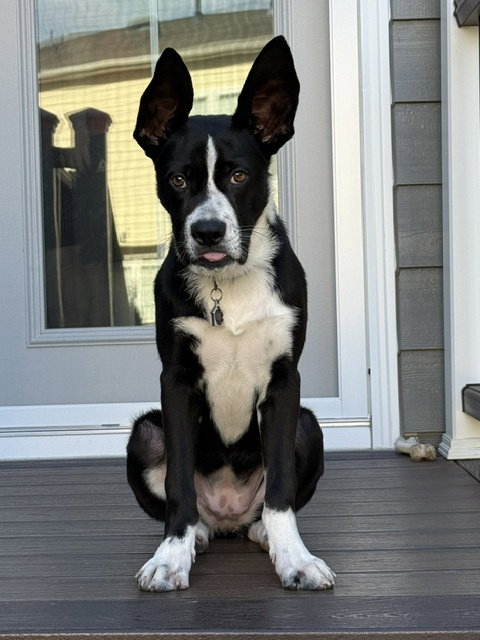 Echo, a Border Collie (short coat) dog for adoption in Herndon, VA, photo 1 of 4