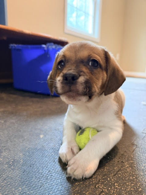 Koa, a dog for adoption from Fancy Cats Rescue Team