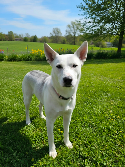 Bella, a Husky / Pit Bull Terrier / Mixed (short coat) dog for adoption in Herndon, VA, photo 1 of 4