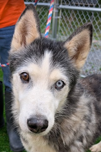 Ronan, a dog for adoption from Fancy Cats Rescue Team