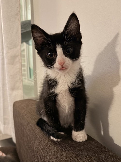 Anakin, a Domestic Short Hair (short coat) cat for adoption in Herndon, VA, photo 1 of 4