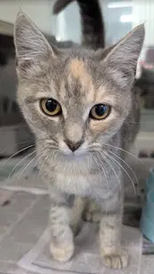Panini - Domestic Short Hair