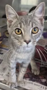 Puck - Domestic Short Hair