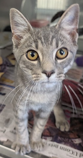 Puck, a cat for adoption from Fancy Cats Rescue Team