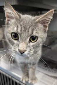 Alfie - Domestic Short Hair