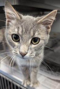 Alfie, a cat for adoption from Fancy Cats Rescue Team