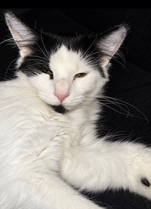 Cilla, a Domestic Short Hair (short coat) cat for adoption in Herndon, VA, photo 1 of 4