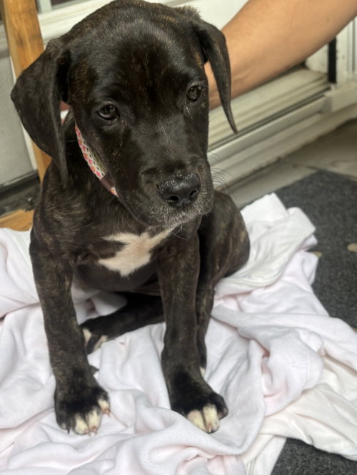 Sally, a Labrador Retriever / Mixed (short coat) dog for adoption in Herndon, VA, photo 1 of 5