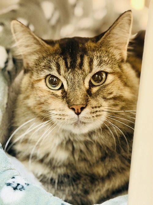 Cleo, a cat for adoption from Fancy Cats Rescue Team