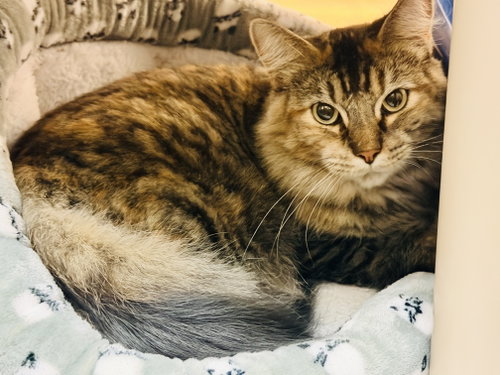 Photo 2 of Cleo