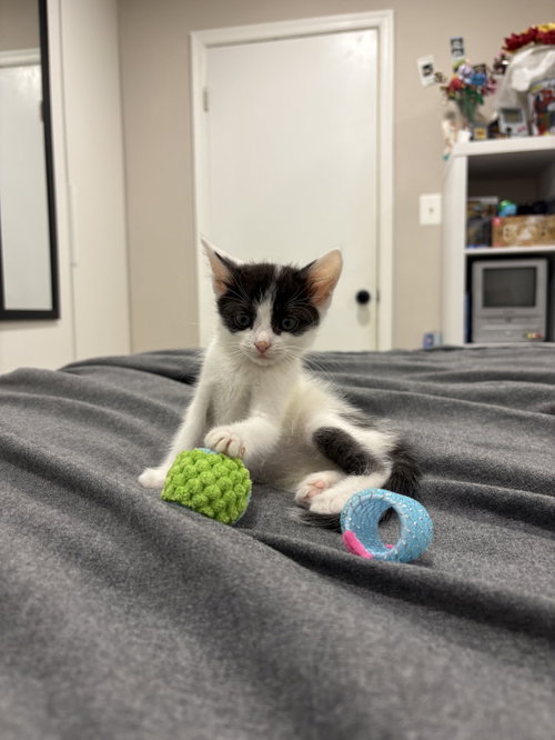 River, a cat for adoption from Fancy Cats Rescue Team