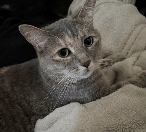 Luna, a Domestic Short Hair (short coat) cat for adoption in Herndon, VA, photo 1 of 4