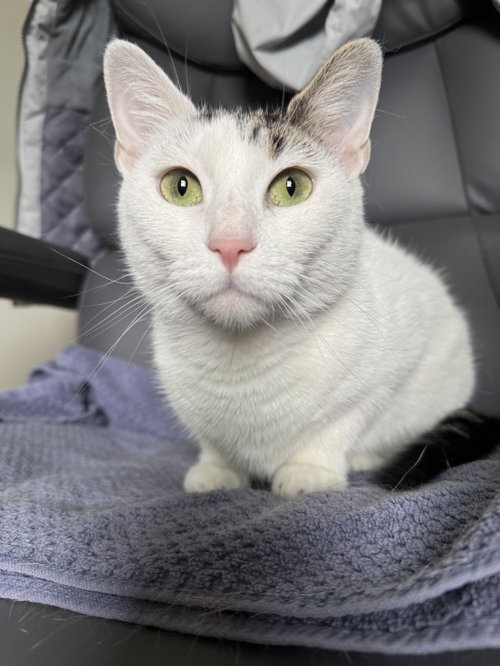 Zazie, a Domestic Short Hair (short coat) cat for adoption in Herndon, VA, photo 1 of 3