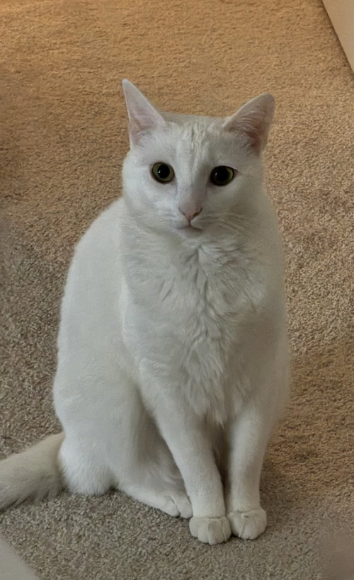 Malai, a Domestic Short Hair (short coat) cat for adoption in Herndon, VA, photo 1 of 4
