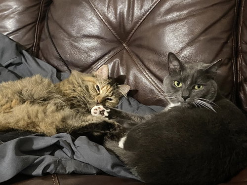 Rico & Annabelle, a Domestic Short Hair (short coat) cat for adoption in Herndon, VA