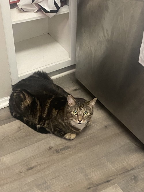 Boots, a Domestic Short Hair (short coat) cat for adoption in Herndon, VA, photo 1 of 4