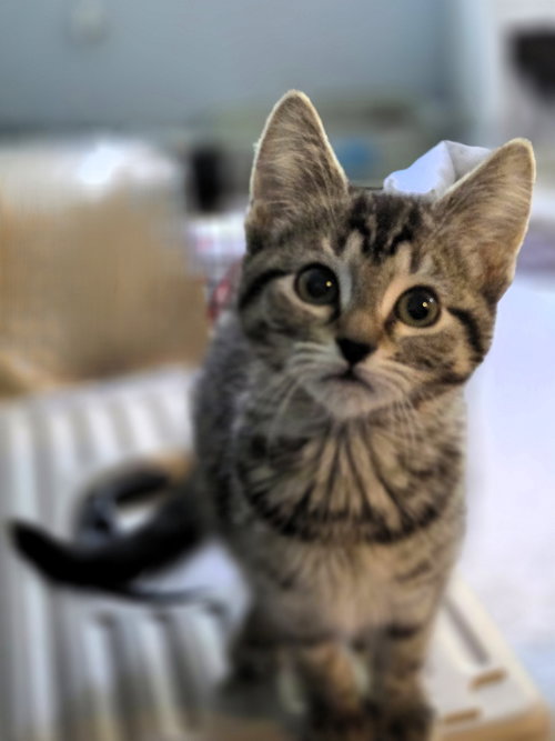Hillary, a Domestic Short Hair (short coat) cat for adoption in Herndon, VA