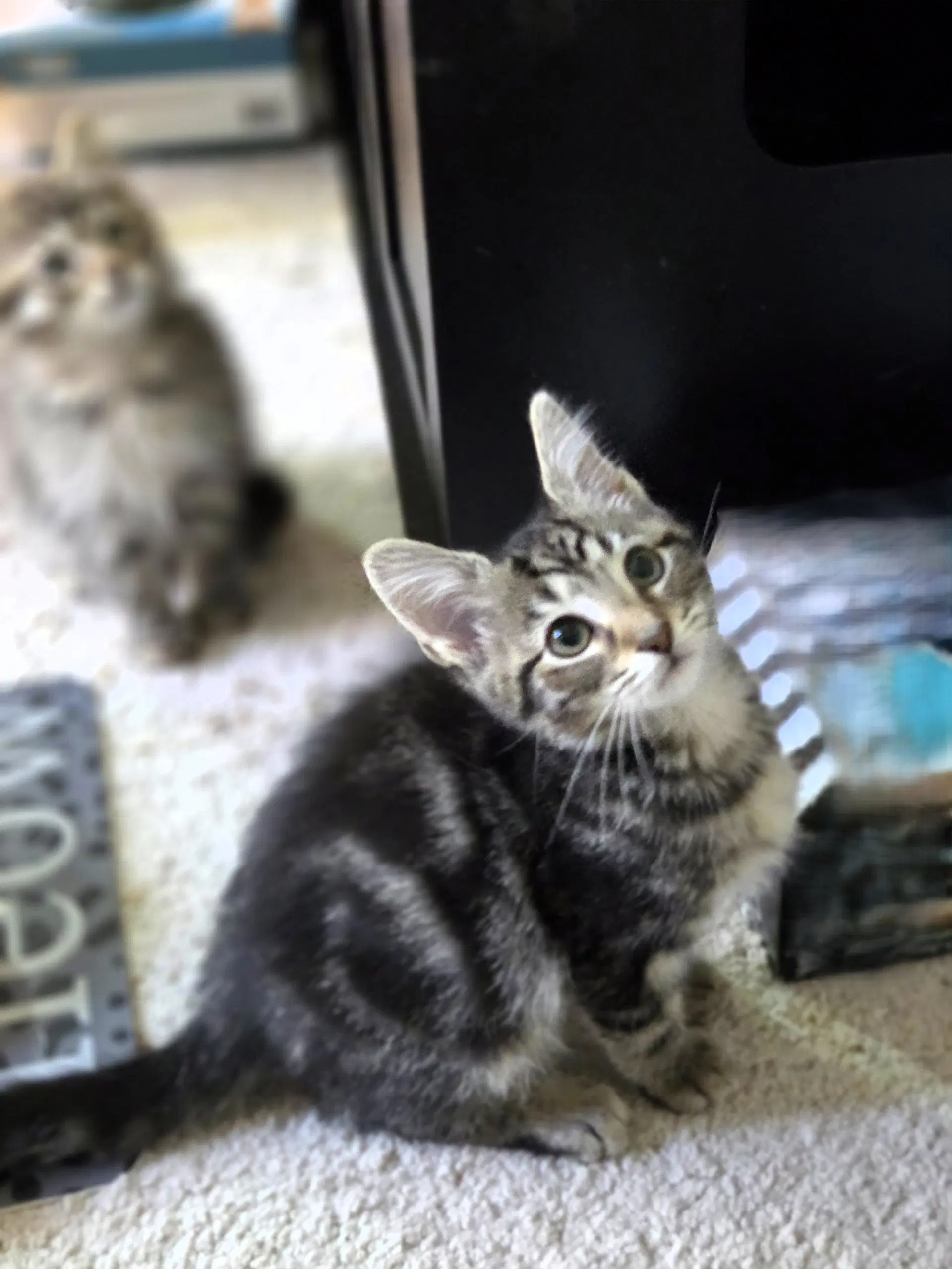Charles - Domestic Short Hair
